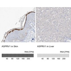 ASPRV1 Antibody, Novus Biologicals 0.1 mL | Buy Online | Novus Biologicals | Fisher Scientific